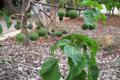 Reutealis trisperma